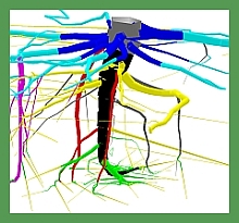 Root Biology cover image