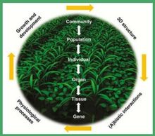 Plant Immunity cover image